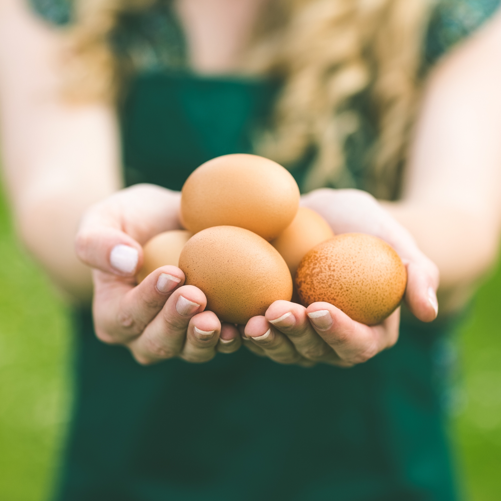 Buy Eggs - Free Range Online NZ